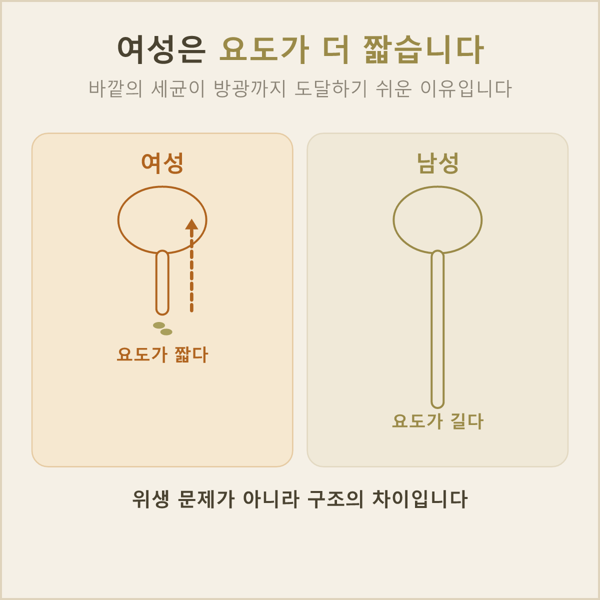 남성보다 짧은 여성의 요도 — 세균이 방광까지 닿는 거리가 그만큼 짧아요