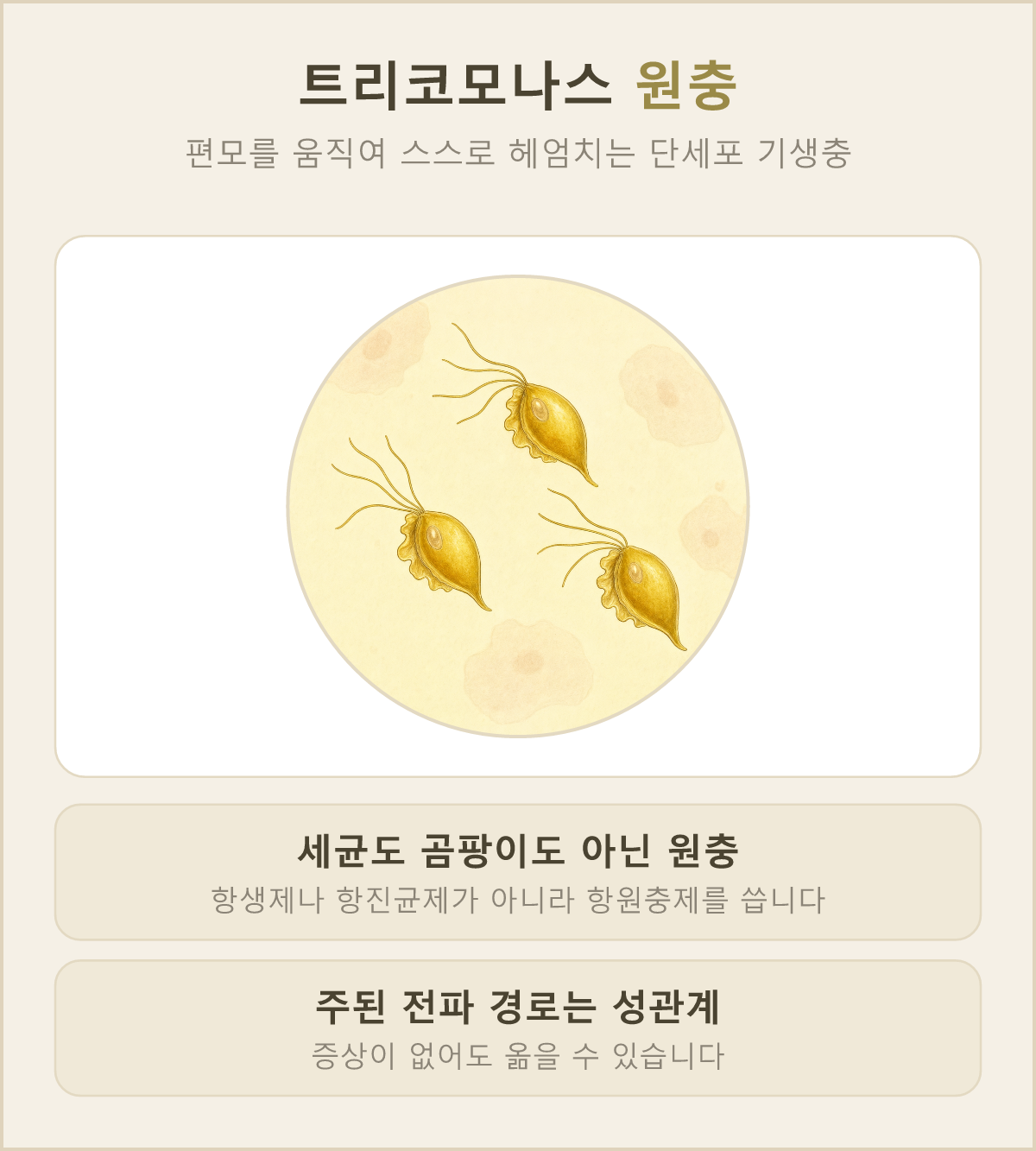 가느다란 꼬리 같은 편모를 움직여 스스로 헤엄치는 아주 작은 기생충, 트리코모나스 원충이에요